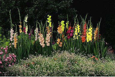 新春大促 不亦乐虎 育碧国际商城春节促销现已开启 